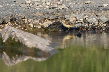 Western Yellow Wagtail (Motacilla flava)
