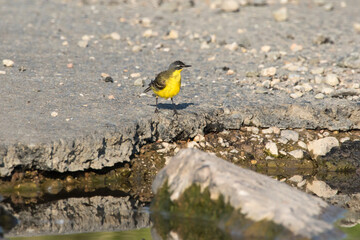 Western Yellow Wagtail (Motacilla flava)