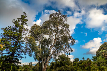 Fototapeta na wymiar Beautiful old trees in the botanic garden of Melbourne, Australia.