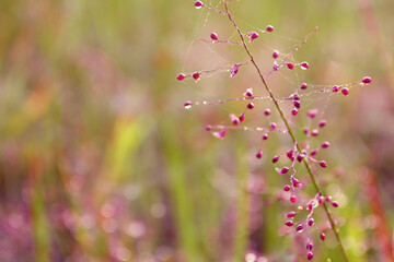 pink grass flower blooming   ,spring ,autum,nature   wallpaper background
