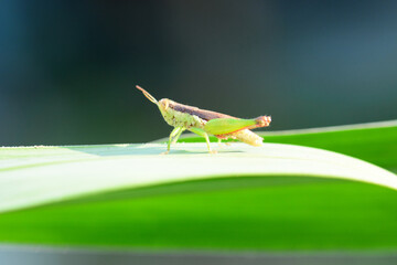 grasshopper on a leaf