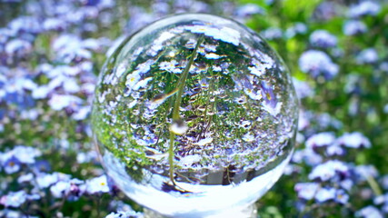 crystal ball reflection with beutiful blue flowers field on the background, nature world texture concept