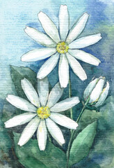 Garden chamomiles on blue background. Watercolor illustration