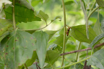 bug on a leaf