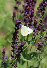 White butterfly Pieris brassicae on blue flowers