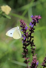 White butterfly Pieris brassicae on blue flowers