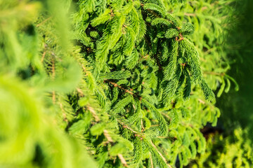 Natural background of young spruce, Christmas tree
