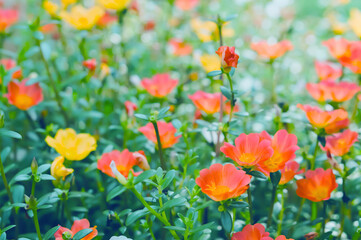 soft focus spring orange and pink   flower background