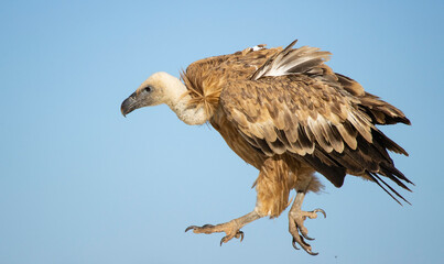 Griffon vulture (Gyps fulvus) on a roof top