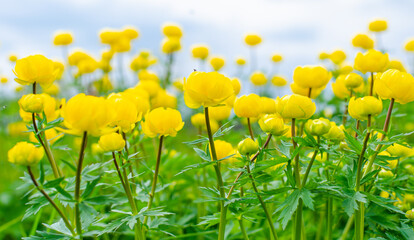 Yellow flowers of blooming globeflower or globe flower. Spring flowers on a blurred background. Trollius ranunculinus. High quality photo