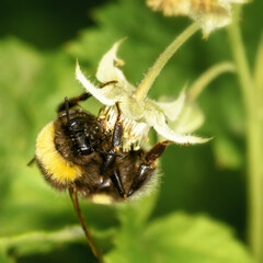 shaggy bumblebee sitting on a strawberry inflorescence, close-up
