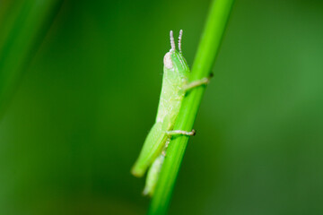 grasshopper on a leaf
