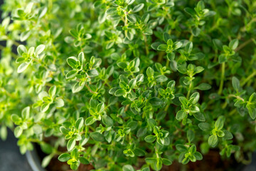 Fototapeta na wymiar Thymus vulgaris known as Common Garden Thyme herb as background