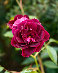 Blooming Rosa Purple Burgundy Ice English Rose Bush in summer garden