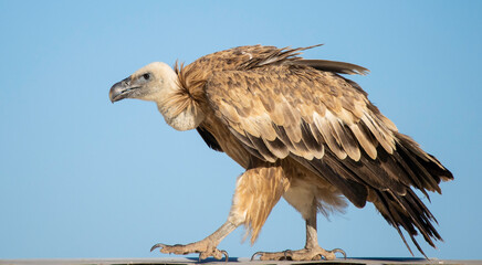Griffon vulture (Gyps fulvus) on a roof top