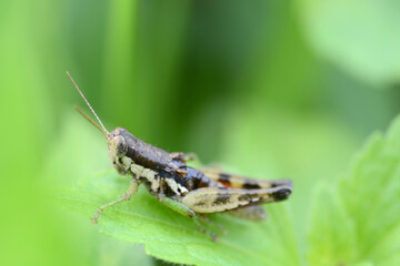 grasshopper on a leaf