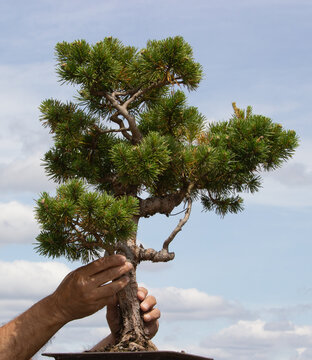 Nurturing Growth: An Oak Sapling In A Blue Bonsai Pot Supported By Elderly Hands Against A Blue Sky 