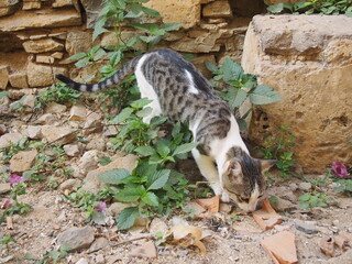 A cat looking for something on the road, Goree Island, Senegal