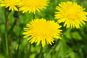 Beautiful bright yellow flowers dandelions. Flowering in the spring. Close-up. Top view. Background. Texture. Landscape.