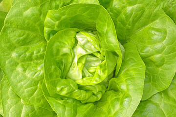 Big fresh and healthy lettuce just before harvest