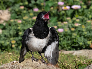 Juvenile Magpie (pica pica) with red gape calling for food.Image