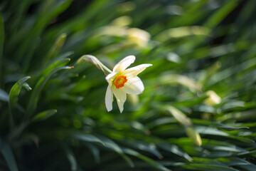 daffodil yellow with white petals and green leaves