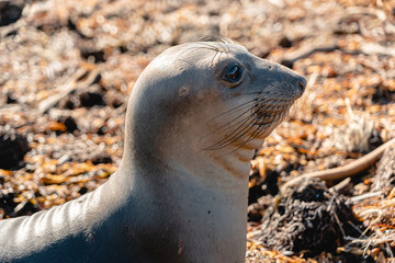 Obraz premium Close up of a cute baby sea lion on the shore in California. Beach on the Highway 1with seals. Elephant seal vista point