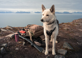 Husky on Svalbard - Norway