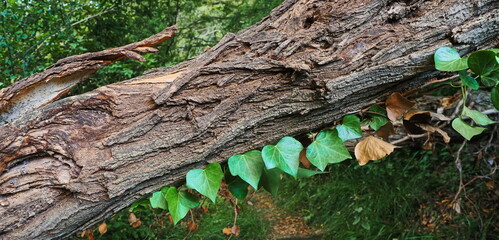 tronco de arbol caido cruzado en el camino lleno de enredaderas