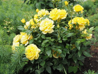 bush with many yellow roses in garden