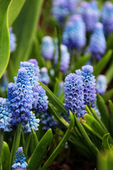 Blooming tender blue muscari flower (grape hyacinth - name which is also used for the related genera Leopoldia and Pseudomuscari) positioned in tbotany, bright, bulbous, close up, closeup, colorful, e