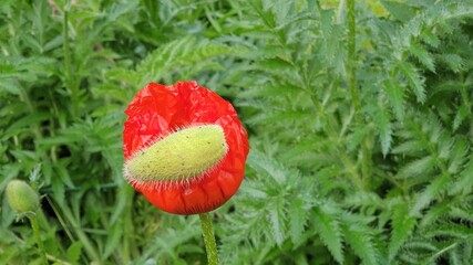 Klatschmohn 1