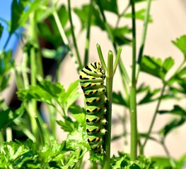 green caterpillar on a leaf