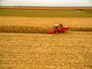 Fototapeta premium Combine working on the corn field