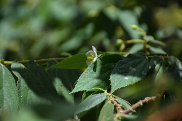 Small white flower of jamaican cherry or muntingia calabura