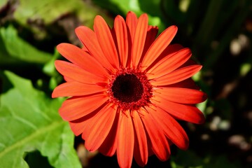gerbera daisy