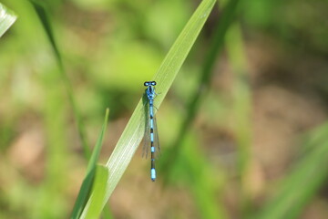 damselfly