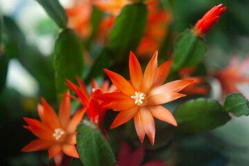 schlumbergera plant in blossom, red and pink flowers