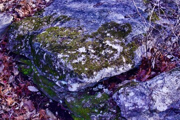 moss on rocks