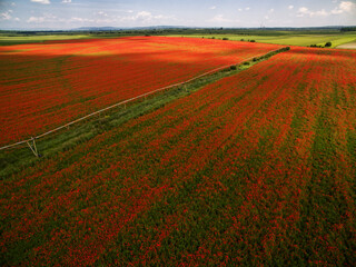 Landscape photo with beautiful poppí field