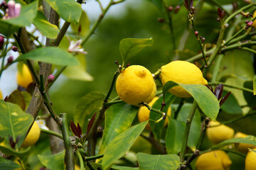 frische gelbe Zitronen mit grünen Blättern, Zitronenbaum, Zitronenbäumchen, Zitronen, lemon, Nahaufnahme