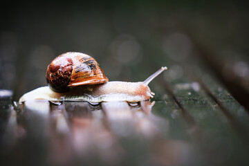 Slug