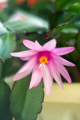 schlumbergera plant in blossom, red and pink flowers