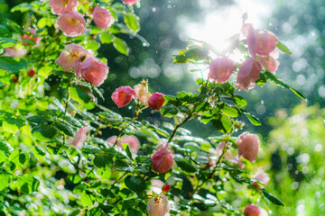 es regnet im Sommergarten; außergewöhnliche, grandiose Gartenstimmung, Garten mit blühendem...