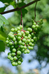 Fresh ripe juicy grapes with leaves. Beautiful vine with grapes. Winemaking concept. Grape business. Green grape on vine tree background.