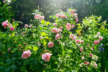 es regnet im Sommergarten; außergewöhnliche, grandiose Gartenstimmung, Garten mit blühendem Rosenstrauch / Rosenbusch (Utopia) in strömendem Regen mit Sonnenlicht, Regentopfen, Rosenblüten