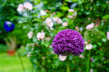 lila blühender Zierlauch vor blühendem Rosenbuch und blauer Rosenkugel