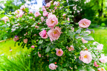 Sommer im Garten mit Rosenbeeten und Staudenbeeten, üppig blühender Rosenbusch im Sommergarten