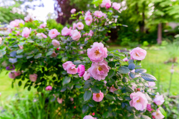 Sommer im Garten mit Rosenbeeten und Staudenbeeten, üppig blühender Rosenbusch im Sommergarten