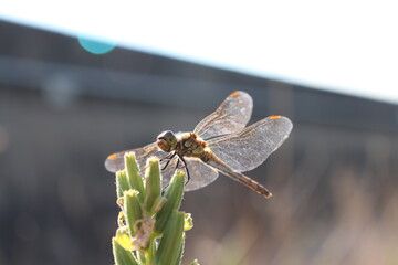 sunlight dragonfly